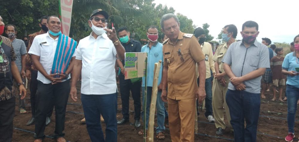 Wakil Gubernur NTT; Tanam Jagung Panen Sapi(TJPS).