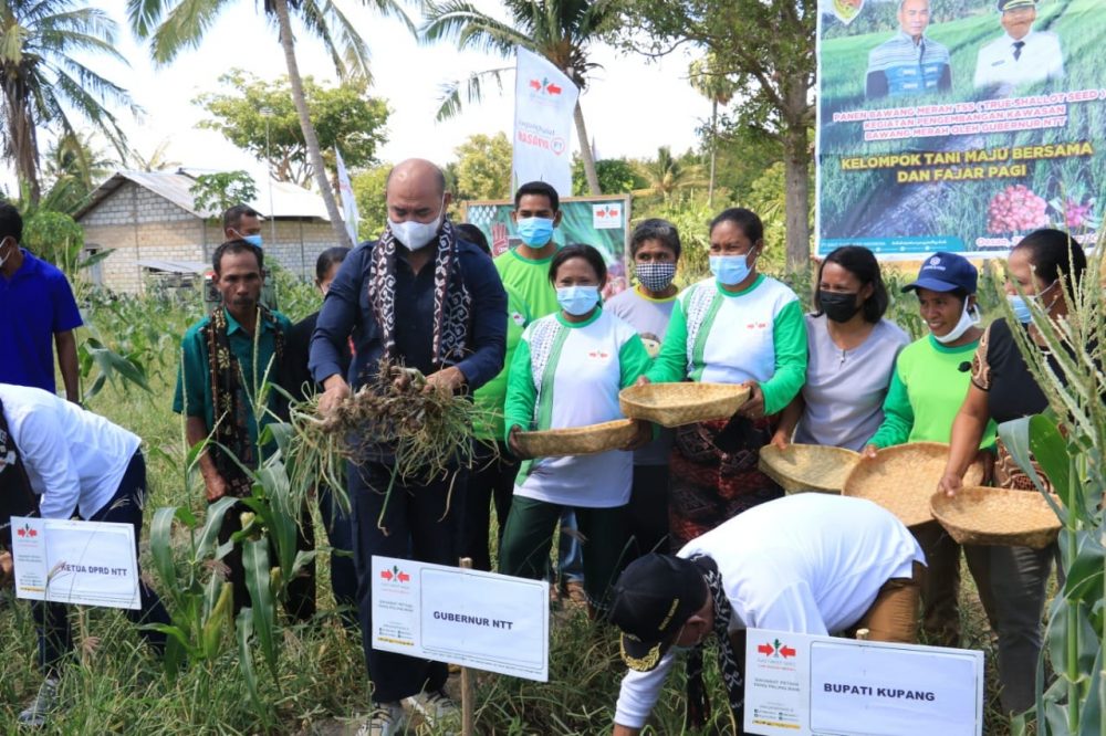Gubernur NTT, VBL Panen Bawang Merah Lokananta di Oesao.
