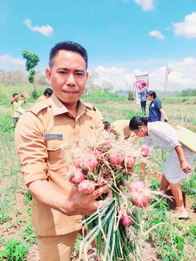 Kapala Dinas PMD Kabupaten Sumba Barat Bersyukur Masyarakat Berhasil Mengelolah Bawang Merah.