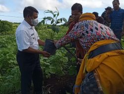 Program Agrowisata Camat Loura, di Apresiasi dan di dukung Penuh oleh Bupati SBD.