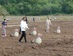 Gubernur NTT, Dampingi Jokowi Tinjau Food Estate dan Tanam Jagung bersama para Petani di Kabupaten Belu