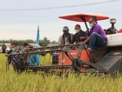 Gubernur NTT Melakukan penen Padi di Kelurahan Tangge, Manggarai Barat 