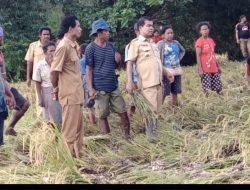 CAMAT LOURA LAKUKAN PANEN PADI “PAKSA” BERSAMA MASYARAKAT 