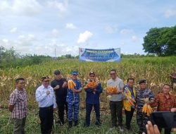 Wagub Nae Soi Panen Jagung Bersama Danlanud El Tari