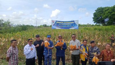 Wagub Nae Soi Panen Jagung Bersama Danlanud El Tari