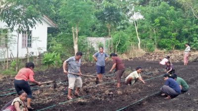 KUNJUNGAN KETUA TP. PKK KABUPATEN SBD,DI PKK DESA KALENA WANNO,MEMPERSIAPKAN LAHAN BEDENGAN SAYUR