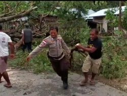 Angin Kencang dan Hujan Deras, Pohon Besar Tumbang Menghalangi Badan Jalan,Wakapolres dan Kapolsek Kodi Utara Respon Cepat