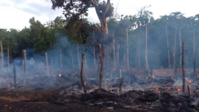 Jago Merah Hanguskan 2 Buah Rumah di Waimaringi