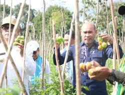 Panen perdana Lahan Hortikultura, Gubernur VBL Dorong Pengembangan Petani Milenial