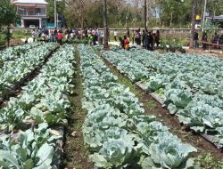 HASIL PROGRAM PERMATA DAN EXPO SAYURAN:DIVERSIFIKASI PERTANIAN DAN AGRIBISNIS DALAM MENJAWAB KEBUTUHAN PASAR DAN GIZI KELUARGA