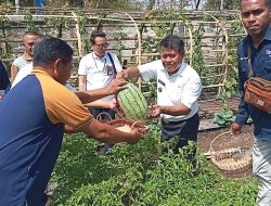 Penutupan Program dan Expo Sayuran, Momen Bersejarah bagi Pertanian Lokal di Sumba Barat Daya