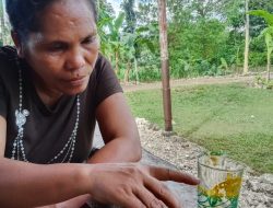 Obat Tradisional dari Sumba Barat Daya Khusus Penyakit Dalam