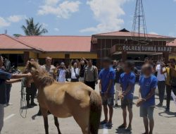 Polres Sumba Barat Gelar Konferensi Pers Pengungkapan Kasus Pencurian Kuda