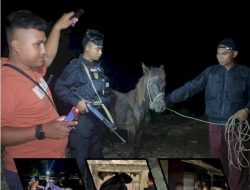 Tim Buser Polres Sumba Barat,Amankan Pelaku Pencurian Ternak Di Waikabubak 