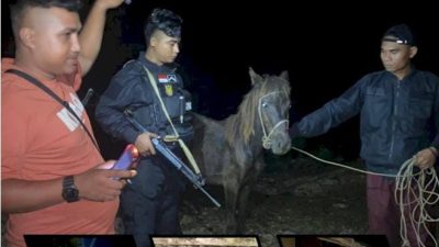 Tim Buser Polres Sumba Barat,Amankan Pelaku Pencurian Ternak Di Waikabubak 