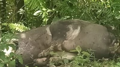 Kabupaten Sumba Barat Daya Jadi Sorotan: Bangkai Babi Meresahkan Warga di Wano Roto