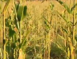 Serangan Hama Belalang Kumbara Mengancam Lahan Pertanian Jagung, di Kecamatan Loura, Sumba Barat Daya