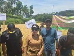 Bupati SBD Dukung Petani Dalam Rangka Panen Raya, Ketahanan Pangan Program Utamanya.