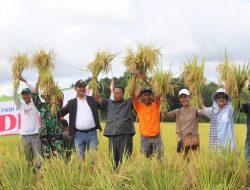 Petani Desa Matawoga Sukses Panen Padi Varietas Unggul, Bupati Siapkan Langkah Besar