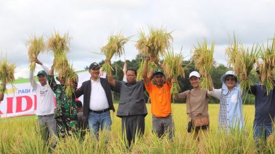 Petani Desa Matawoga Sukses Panen Padi Varietas Unggul, Bupati Siapkan Langkah Besar
