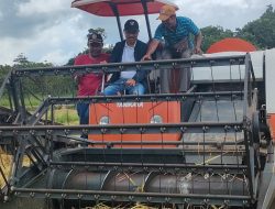 Pakai Benih Sridewi, Petani Bisa Panen Dua Kali Lipat! Ini Pesan Penting Bupati di Galuwatu