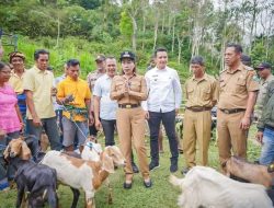 Bupati dan Wakil Bupati SBD Serahkan 88 Ekor Kambing kepada 8 Kelompok Peternak di Kadi Wano
