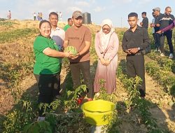 Komitmen Jane Natalia Suryanto, Dari Politik ke Aksi Nyata di Ladang Pertanian Belu