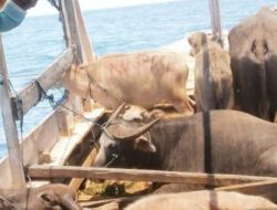 Skenario Penyelundupan Ternak dari Bima Ke SBD Meresahkan Warga,Dugaan Pecah Kongsi di Balik Aksi Ilegal