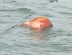 Diduga Penyelundupan Ternak: Perahu Pengangkut Kerbau Disebut Tidak Karam, Dua Ekor Ditemukan Mati Terapung di Perairan Waikelo