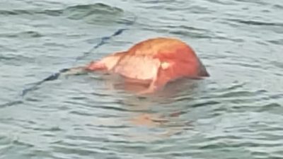 Diduga Penyelundupan Ternak: Perahu Pengangkut Kerbau Disebut Tidak Karam, Dua Ekor Ditemukan Mati Terapung di Perairan Waikelo