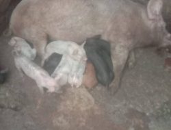 Ancaman ASF Masih Mengintai Sumba Barat Daya: Peternak Menjerit, Kebijakan Pemda Dipertanyakan!