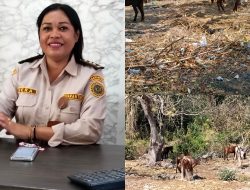 Karantina Waikelo Kembali Gagalkan Pengiriman Ilegal 51 Ekor Kuda Asal Sumba Barat Daya.