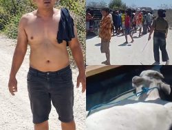 Pencuri Sapi Dihadang Warga di Tengah Jalan, Mobil Pikap Pengangkut Sapi.
